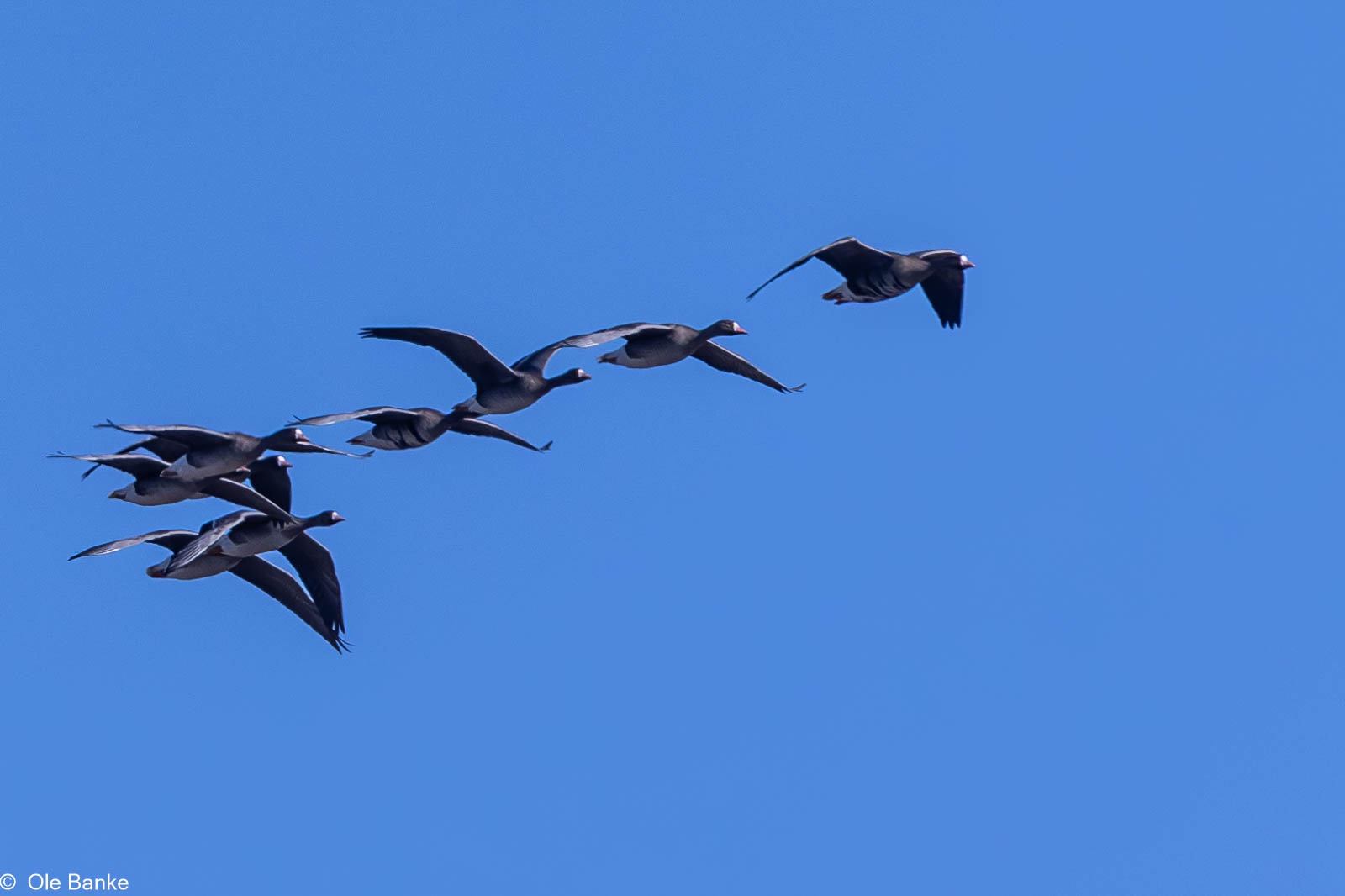 Søborg Sø version 2 - NaturFotografer i Danmark